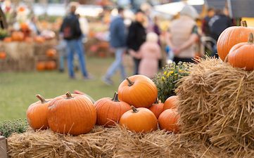 Pumpkins stacked on hay bales at a vibrant outdoor market, reflecting cultural aspects of seasonal design and community engagement in architecture, relevant to GAE Architecture + Design.